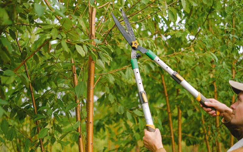 Tree trimming in Hartford, SD