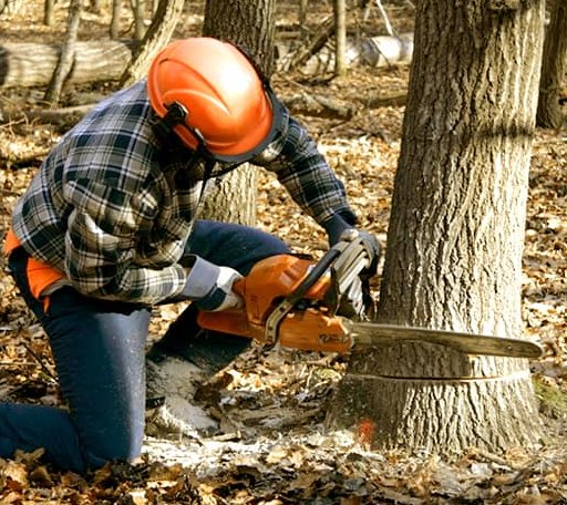 Tree Removal in Hartford, SD